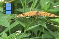 Scene 05_Junonia on leaf